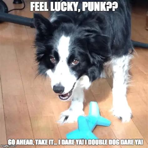 17 Very Funny Memes With Border Collie Page 4 Of 6 Pettime