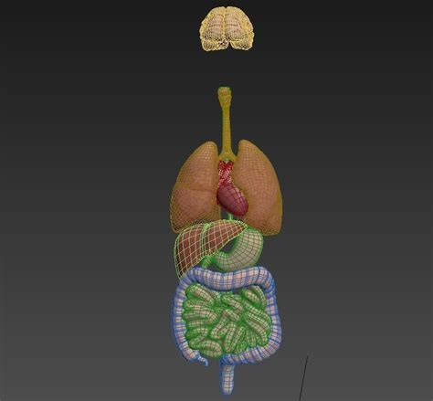 3d Model Internal Organs Vr Ar Low Poly Cgtrader