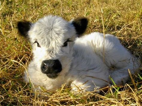 These miniature cows are actually still quite large, generally there are some potential disadvantages to keeping miniature cows as pets though. This cow is the pet for the Apollo cabin. Thanks to some ...