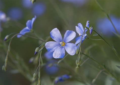 How To Grow And Care For Flax Plants
