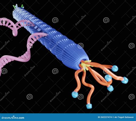 Filamentous M13 Phage Virus With Single Stranded Dna Stock Illustration
