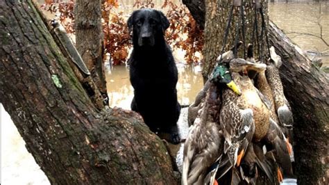 Morning Arkansas Guided Duck Hunt Outguided