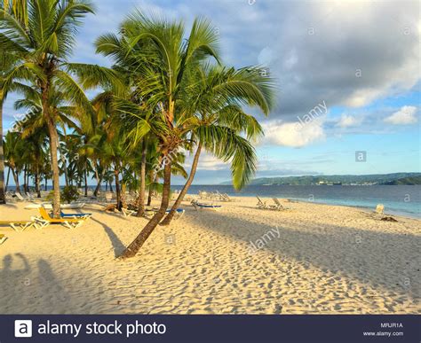 Beach Caribbean Sea Beautiful Sandy Beach Palms And Sunbeds Shadow