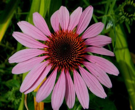 These newer hybrids are also not of much interest to birds, either. Coneflowers: Plant Care and Collection of Varieties ...