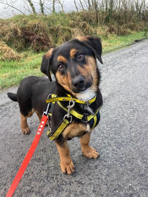 Adopt A Dog Oona Crossbreed Dogs Trust