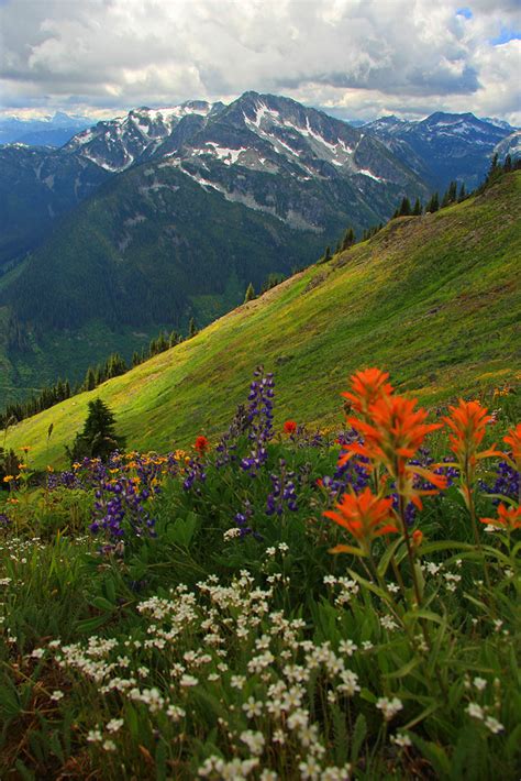 Rolling Mountain Meadow A Beautiful Flower Filled Meadow O Flickr