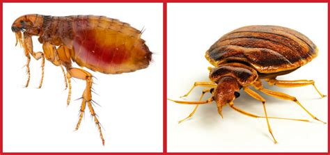 Warm homes offer a perfect environment for gnats. What Are the Differences Between Fleas & Bed Bugs?