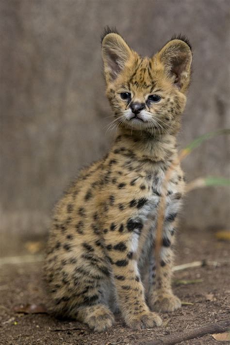 Savannah cat breed kittens are available all yearlong. See this adorable African serval kitten settling in at San ...