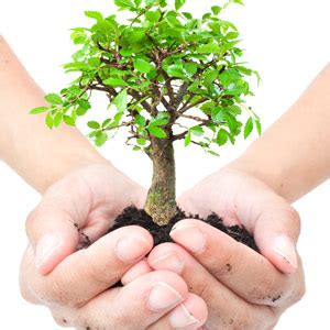 Trees give your home curb appeal and add shade and beauty to your landscape. Plant a Tree to Celebrate Arbor Day | Majestic Lawn ...