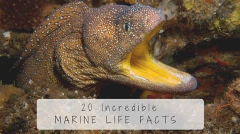 20 Incredible Marine Life Facts More Fun Diving