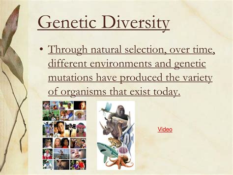 Ppt Notes Evolution Of Species Powerpoint Presentation Free