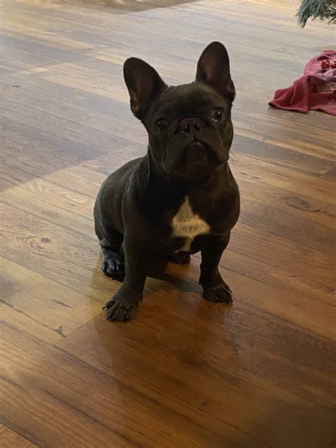 Frenchie Puppy For Sale | Petclassifieds.com