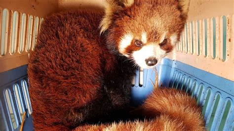 Endangered Red Pandas Seized From Smuggler In Laos Largest Rescue