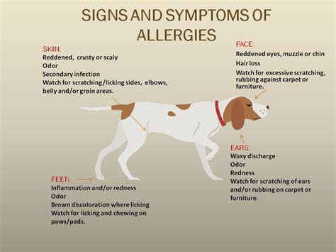 Can A Dog Have An Allergy To Cats