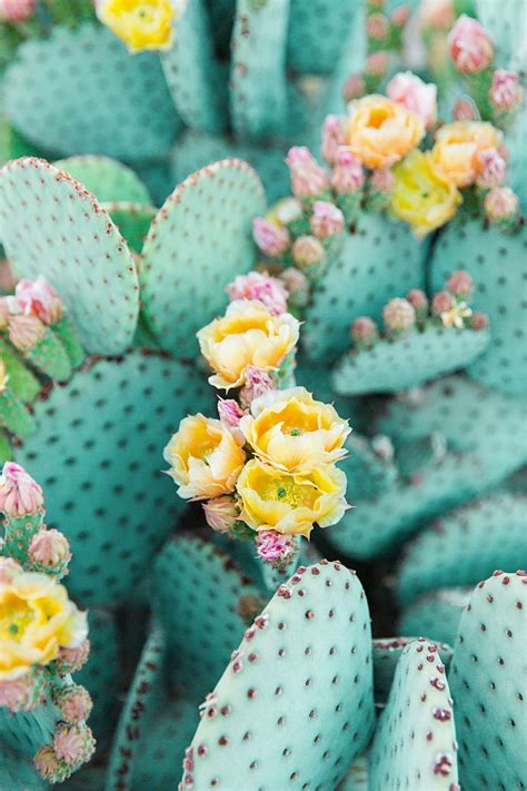 Print Shop In 2020 Cactus Photography Flower Aesthetic Flowers