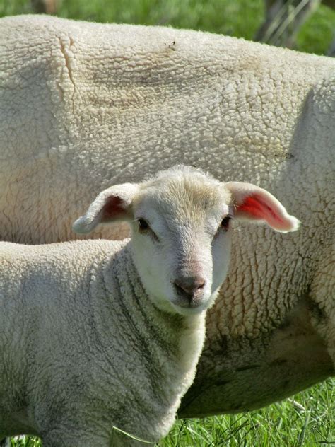 Free Image On Pixabay Sheep Portrait Lamb Merino Sheep In 2020
