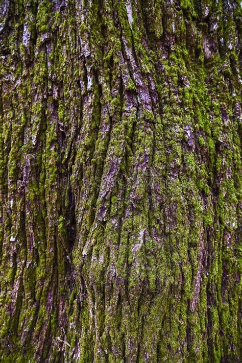 Tree Bark Texture Closeup Stock Photo Image Of Skin 213326956