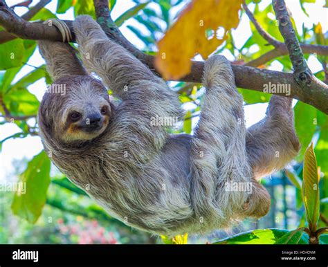 Sloth Climbing A Tree In Costa Rica Rainforest Stock Photo Alamy