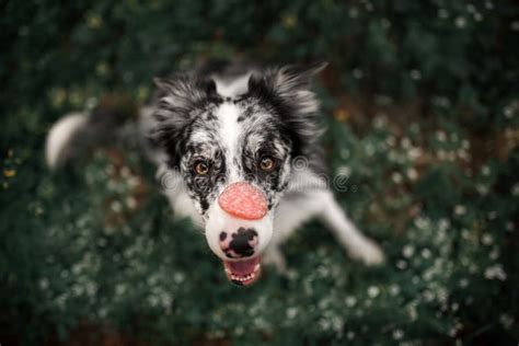 Funny Dog Breed Border Collie On The Nose Sausage Stock Photo Image