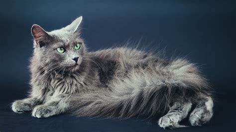 9 Hypoallergenic Cat Breeds That Wont Make You Sneeze Nbc 6 South