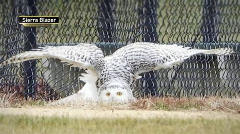 Snowy Owl Makes Rare Visit To Central Park Nbc New York
