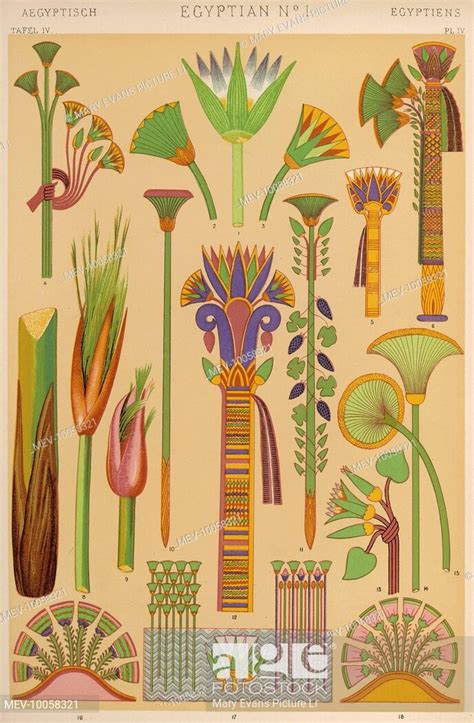 Representations Of Plants Of Importance In Ancient Egypt The Lotus