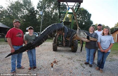 They Caught A World Record Alligator And Cut Open Its Stomach