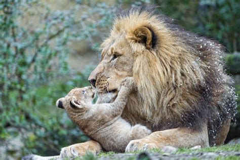 The Best And Worst Fathers In The Animal Kingdom