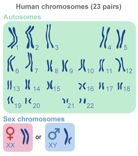 What Chromosomes Belong To A Typical Human Male
