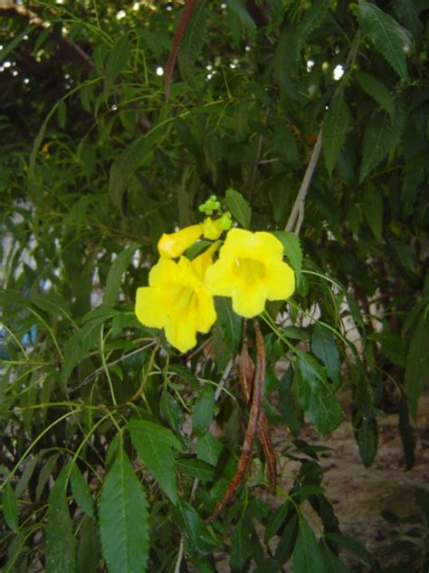Top 124 Arboles Con Flores Amarillas Y Sus Nombres Anmbmx