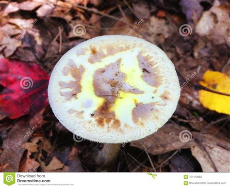 Mushroom Growing In The Woods Stock Photo Image Of Preservation Park