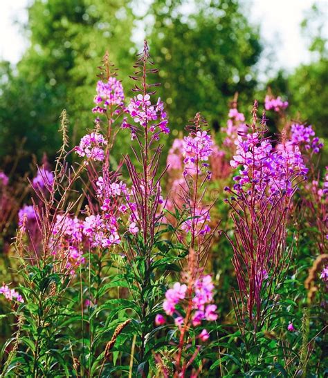 Bright Pink Wildflowers On A Green Background Stock Photo Image Of
