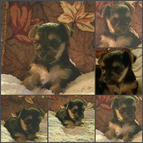 Morkie Puppies For Sale Atlanta Ga 132299 Petzlover