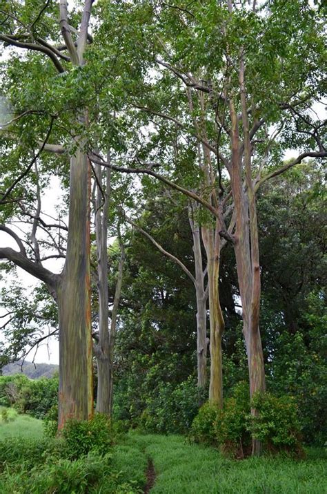 Mauis Road To Hana Pitstop Mile Marker 7 Rainbow Eucalyptus Trees