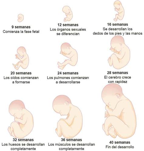 Cu Les Son Las Etapas Del Desarrollo Fetal Mibbmemima