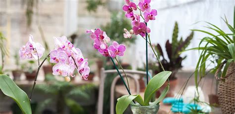 ¿cómo Cuidar Las Orquídeas 6 Tips Para Conservarlas Increíbles