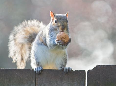 Eastern Gray Squirrel 116 The Treasure By Easterngraysquirrel