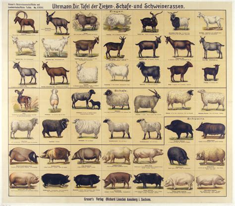 Uhrmann Dir Tafel Der Ziegen Schafe Und Schweinerassen Poster Museum