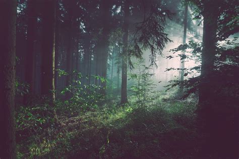 Forest Tall Trees Fog Wallpapers Wallpaper Cave