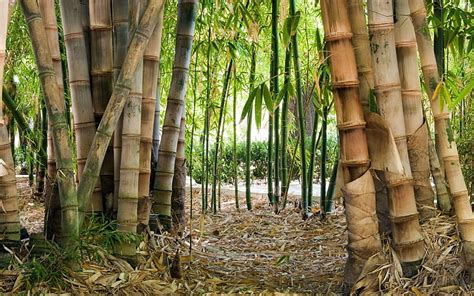 Page 3 Bamboo 1080p 2k 4k 5k Hd Wallpapers Free Download