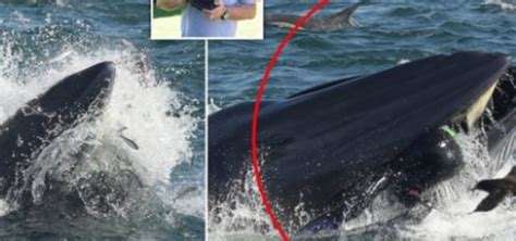 Un subacqueo professionista pescatore di aragoste, michael packard, è finito in bocca a una balena: Balena inghiotte il sub, poi lo risputa/ Video, prima il panico poi all'improvviso...