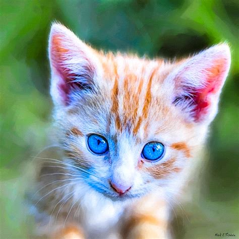 Little Blue Eyes Orange Tabby Kitten Photograph By Mark E Tisdale
