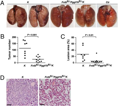 Tumor Formation Of Lung Cancer In Nude Mice In Vivo A Pictures Of My