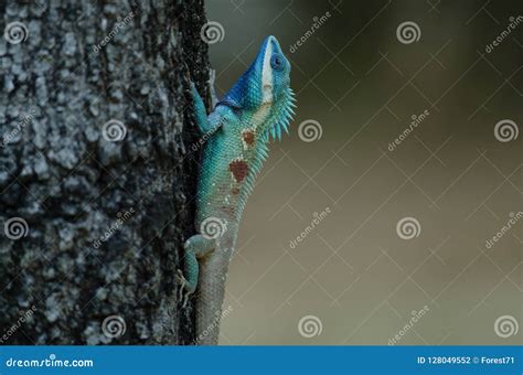 Blue Crested Lizard Or Indo Chinese Forest Lizard Stock Photo Image