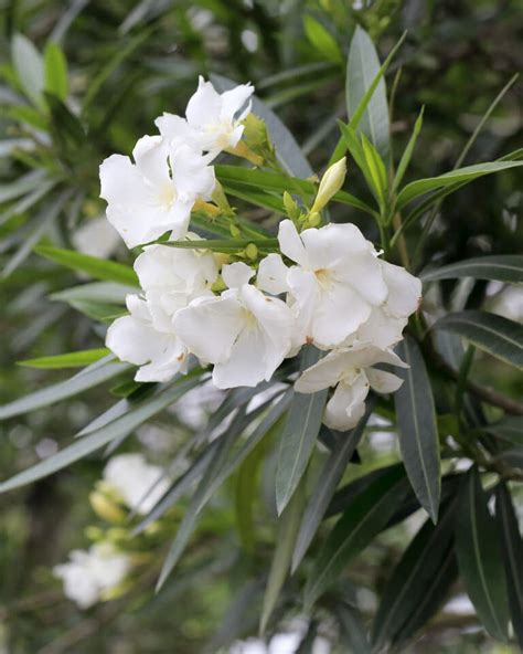 Oleander ‘white Plantvine