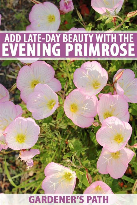 How To Grow And Care For Evening Primrose Gardeners Path