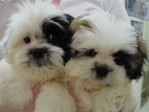 Malti Shih Tzu Puppies Picture
