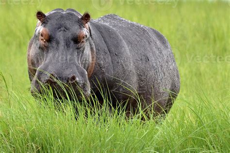 Hippo Hippopotamus Amphibius Facing Camera In Long Grass Botswana