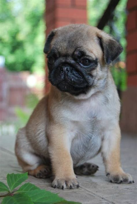 49 Best Its A Pug World Images On Pinterest Doggies
