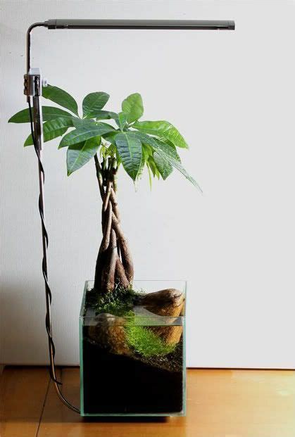 Check spelling or type a new query. Money plant in a water terrarium - Money Plants - #MONEY #Plant #Plants #terrari… - Its all ...